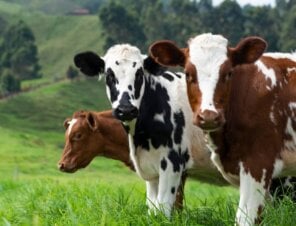 group of cows in a green field looking at the camera.