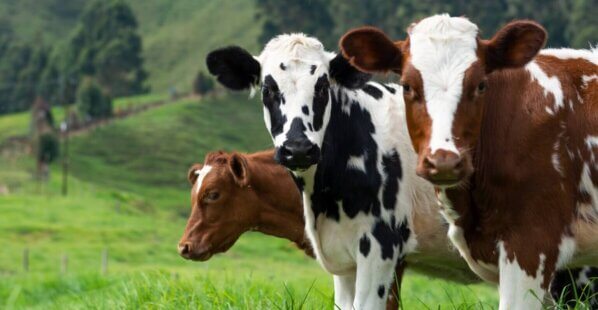 group of cows in a green field looking at the camera.