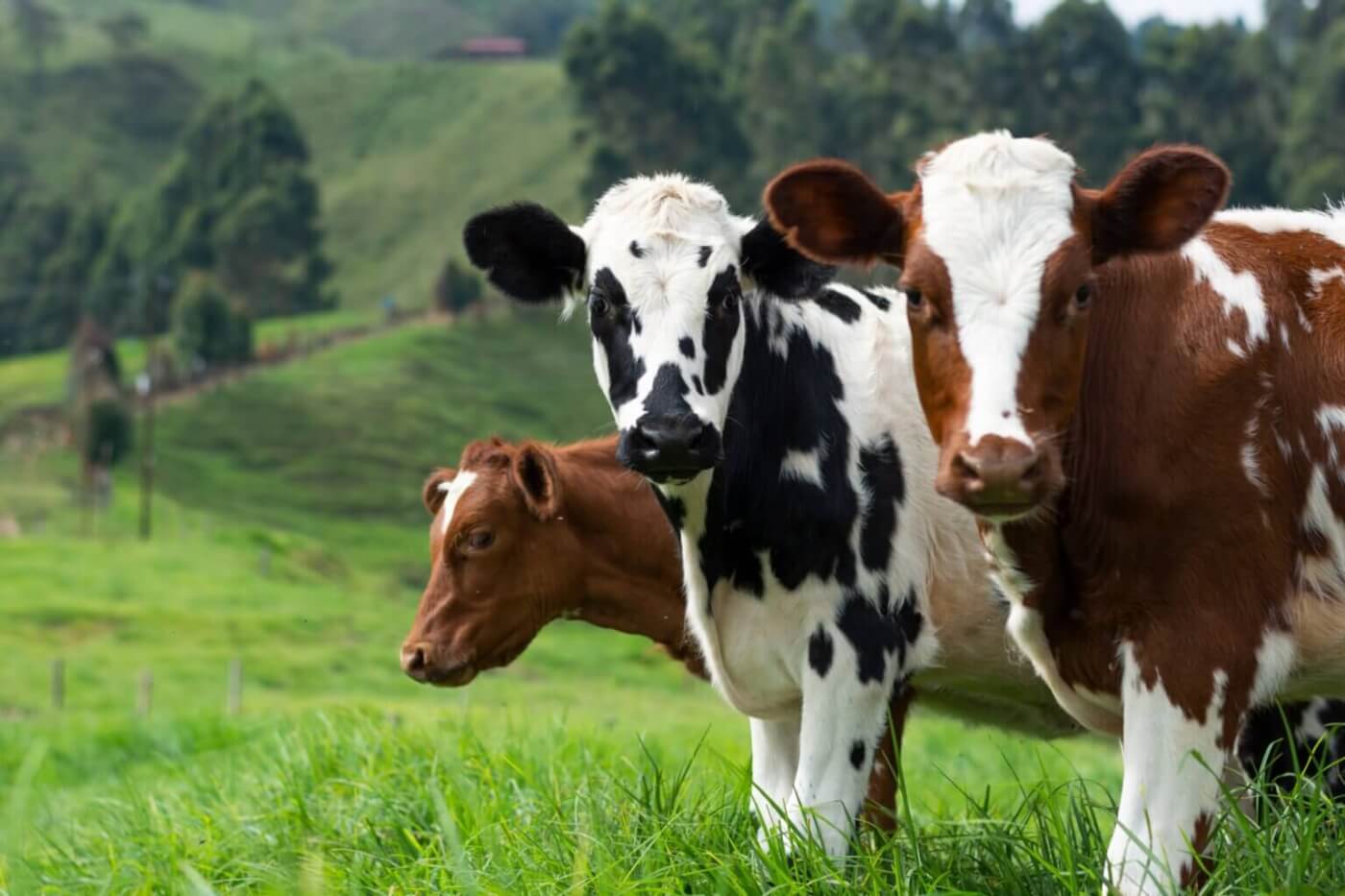 group of cows in a green field looking at the camera.