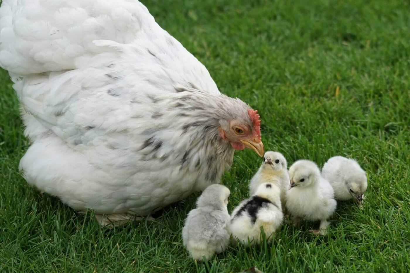 mother hen with her baby chicks in a field 