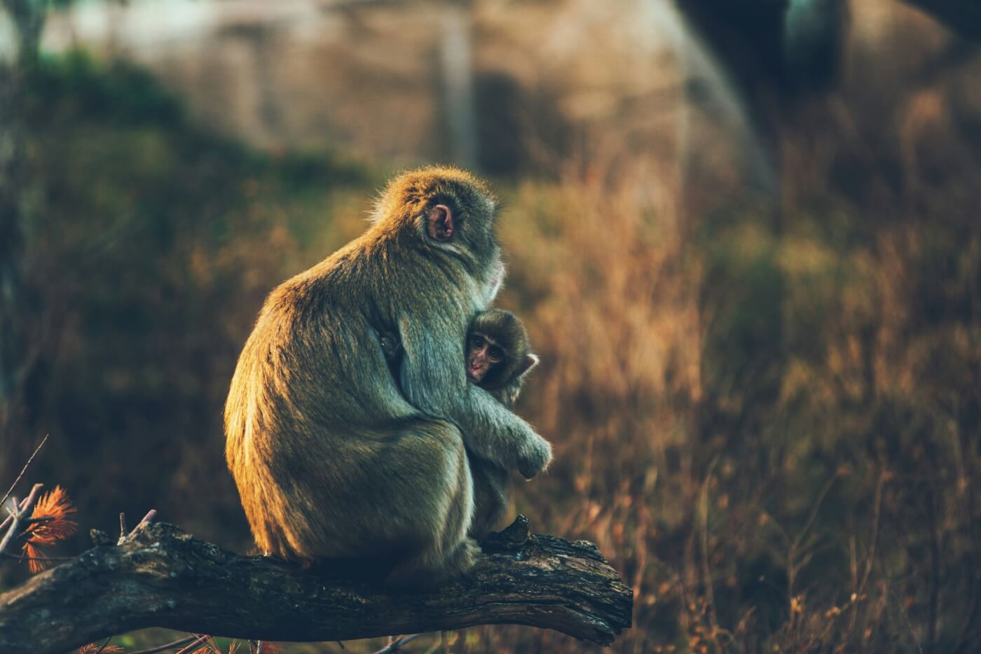 Parent monkey with their  baby holding them in nature