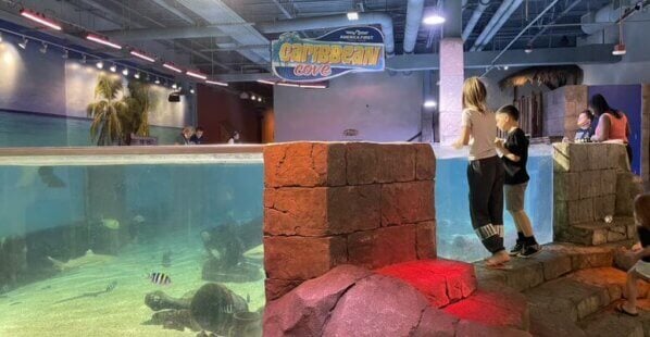 Kids unsupervised at a SeaQuest touch tank