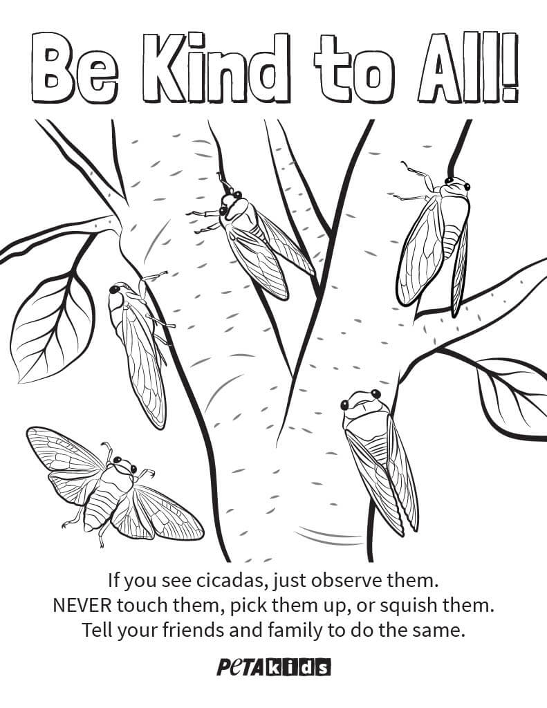Cicada coloring sheet