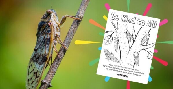 cicada on a branch with an image of the PETA Kids cicada coloring sheet showing
