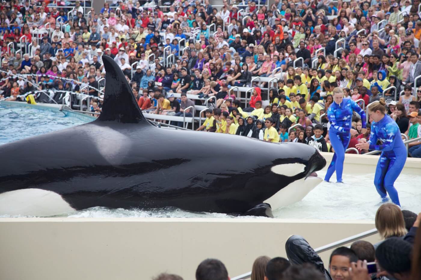 Corky at SeaWorld San Diego in the tank with trainers