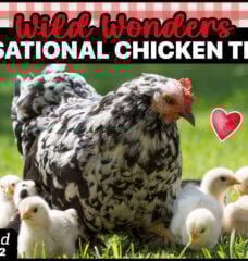 Wild Wonders Chicken Kahoot Quiz Game Thumbnail