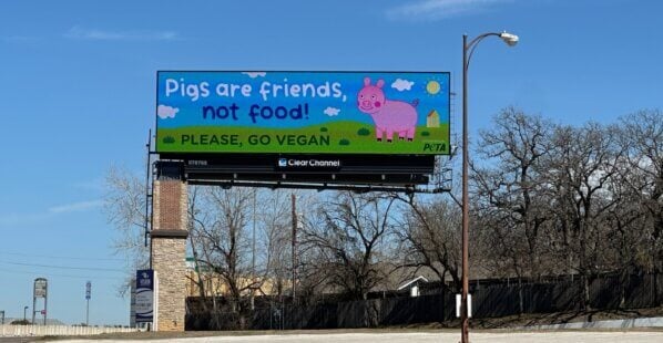 peppa pig billboard off the freeway that says 'pigs are friends, not food'