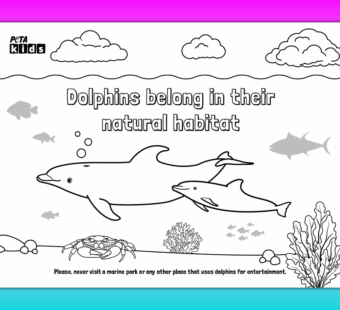 dolphin coloring sheet