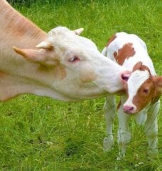 mother cow licks her baby calf in a green field.