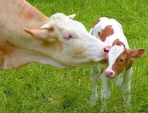 Vegan Cheese, Please! Ask Domino’s to Add Dairy-Free Cheese to Its Menu