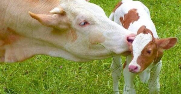 mother cow licks her baby calf in a green field.