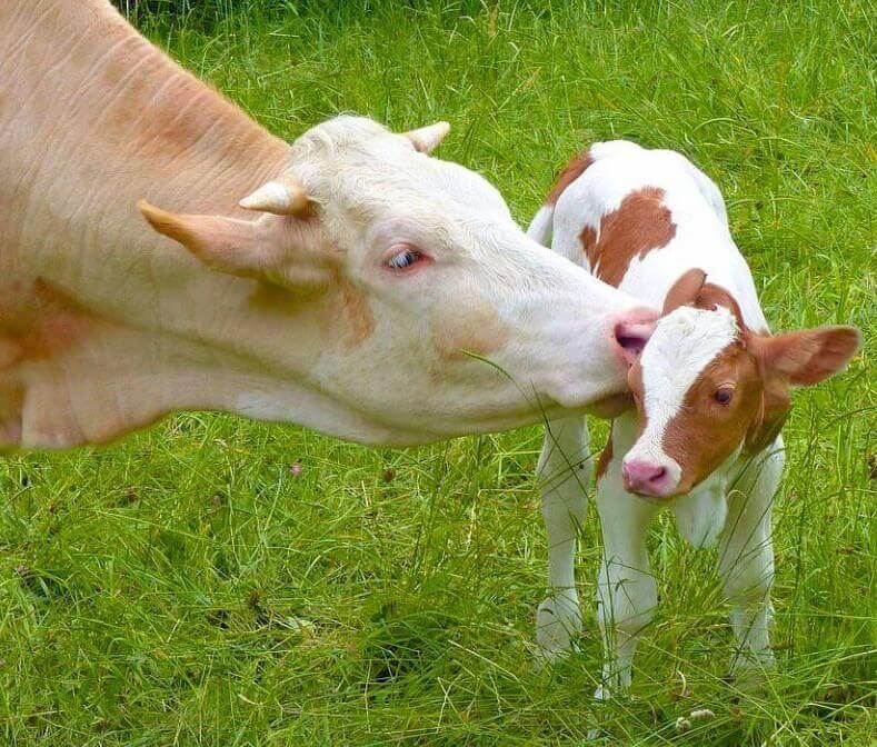 mother cow licks her baby calf in a green field.