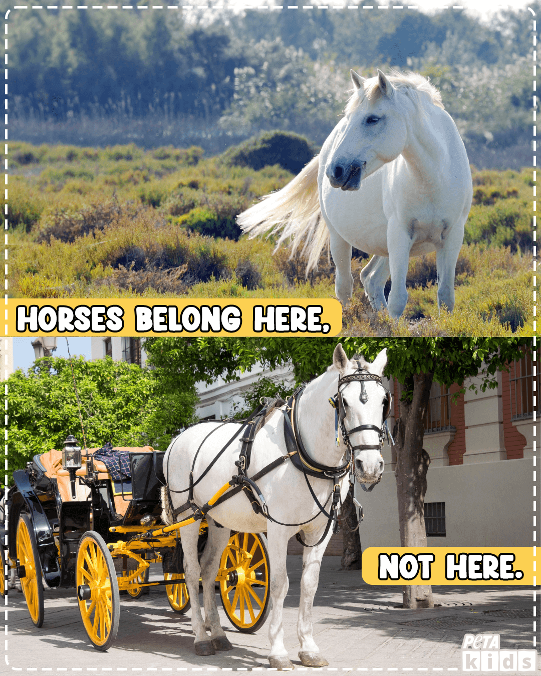 split image of a white horse. the top of the image, the horse is free roaming on a hill. in the bottom image, the horse is tied up--forced to pull a carriage.