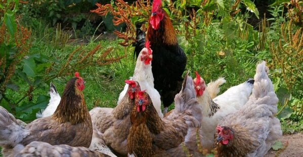 a group of chickens together on a green field