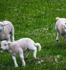 three lambs running around, playing on a green grassy field