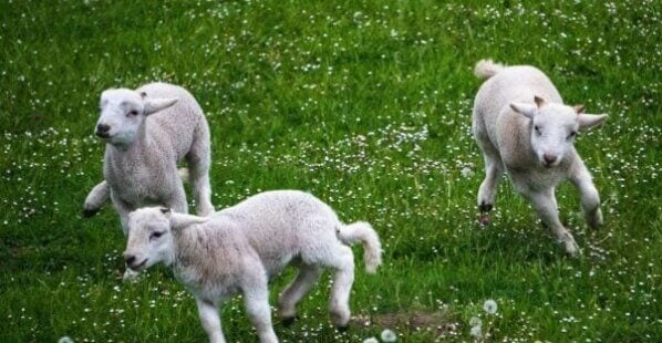 three lambs running around, playing on a green grassy field