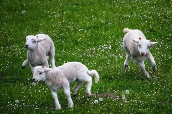 three lambs running around, playing on a green grassy field