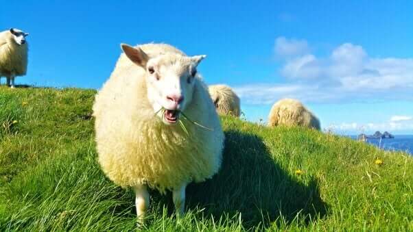 sheep on a green hill with a blue sky in the background