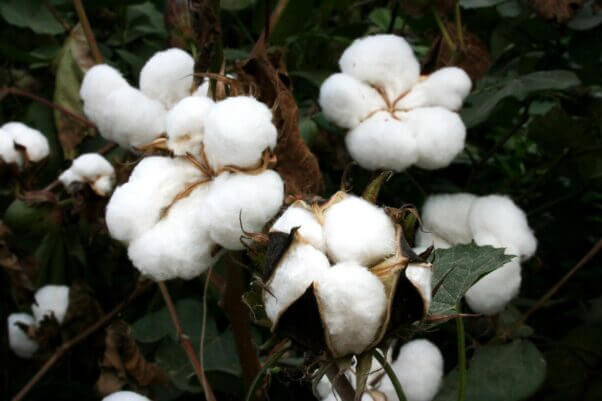 cotton growing on the plant
