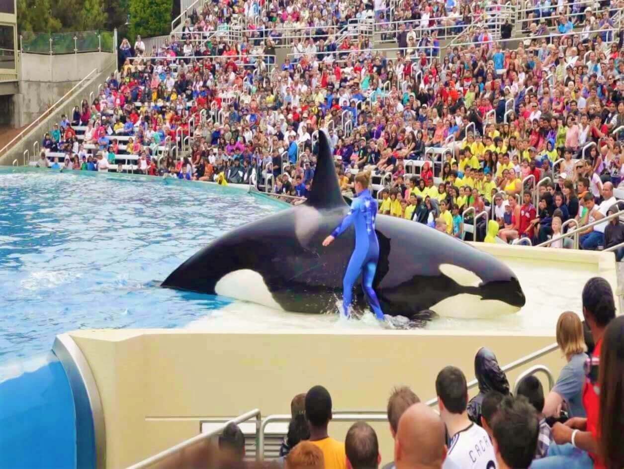 Corky at SeaWorld San Diego on a platform in front of a huge crowd