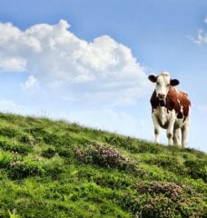 spotted brown and white cow on a green, grassy hill in front of a blue sky