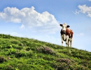 Domino’s is Making Changes! Will this Animal-Friendly Ingredient Be Considered?