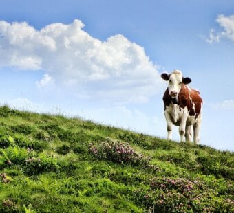 spotted brown and white cow on a green, grassy hill in front of a blue sky