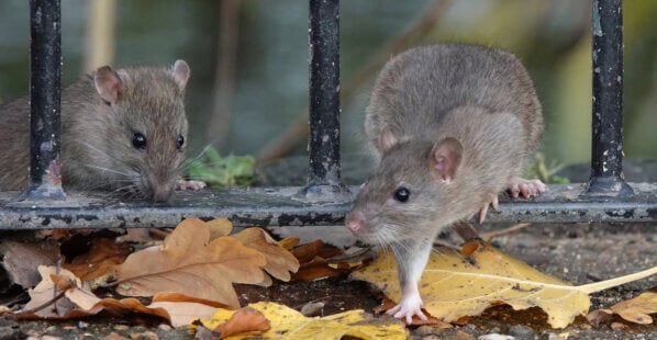 Two brown rats climbing through the railings of a fence in a park in autumn.