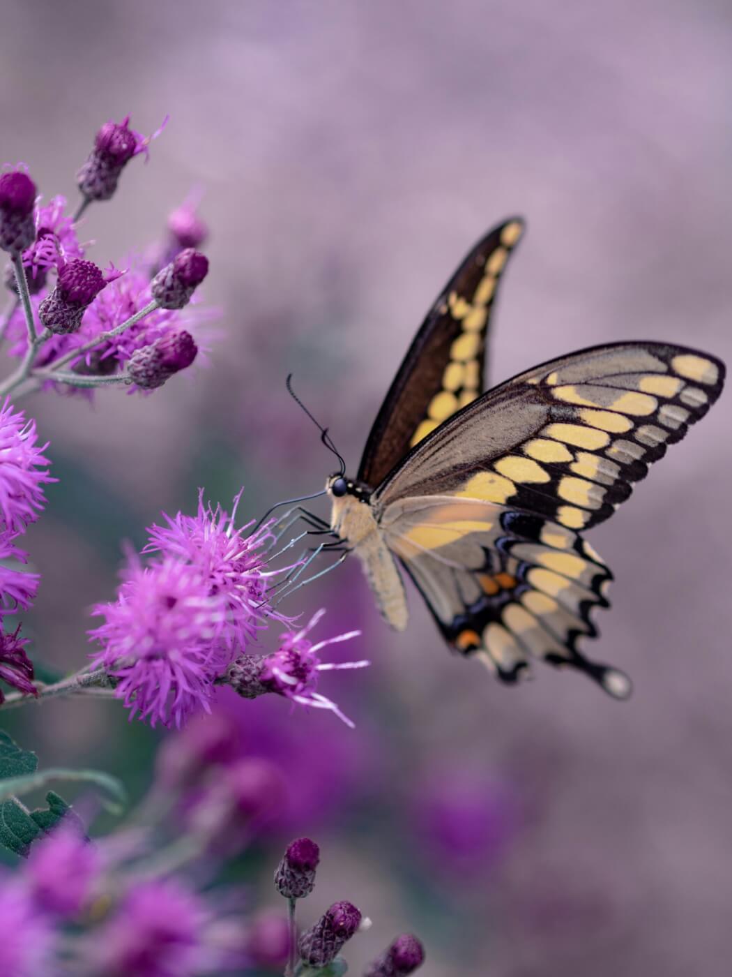 Black and yellow butterfly