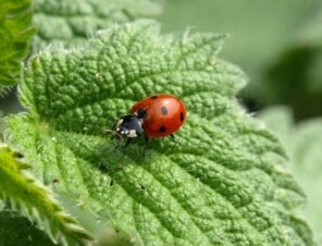 PETA Kids: Be a Superhero for Insects! Quiz