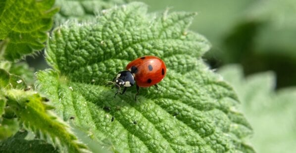 Cute ladybug on a leaf