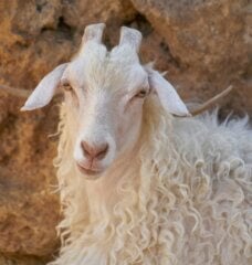 Toys Shouldn’t Hurt Animals! Tell FAO Schwarz to Stop Selling Mohair Teddy Bears