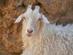 Toys Shouldn’t Hurt Animals! Tell FAO Schwarz to Stop Selling Mohair Teddy Bears