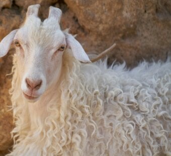 Curly haired goat