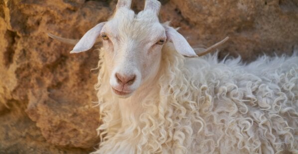 Curly haired goat