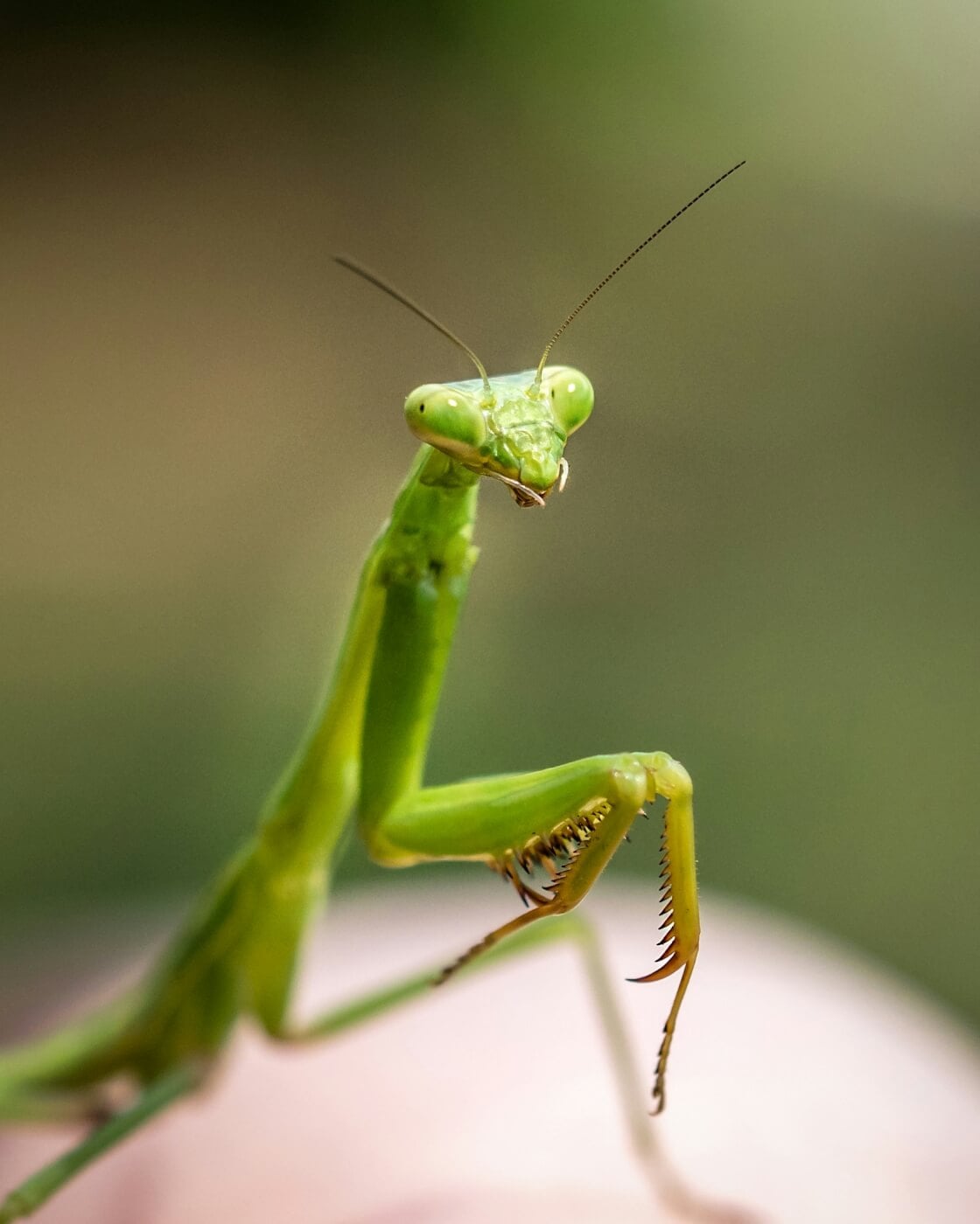 Praying mantis