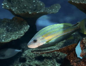 Uncover Your Mission to Help Ocean Animals!