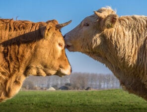 Bulls Deserve Kindness! Ask Pope Leo to Help Protect Them