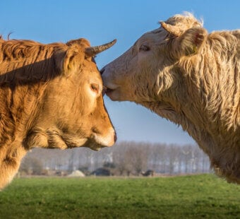 Two bulls kissing