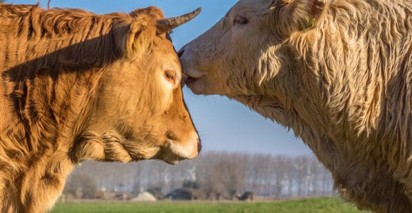 Two bulls kissing