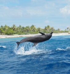 Dolphin jumping