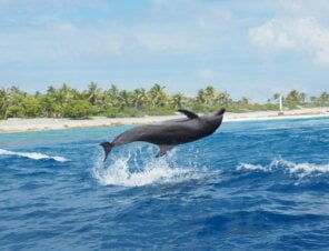 Be a Dolphin Defender! Dolphins Don’t Belong in Tiny Tanks