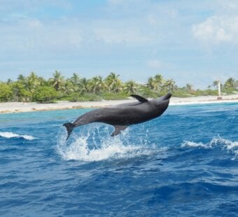 Dolphin jumping