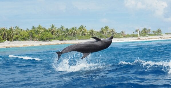 Dolphin jumping