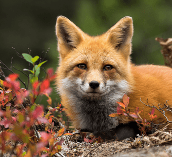 Fox in woods