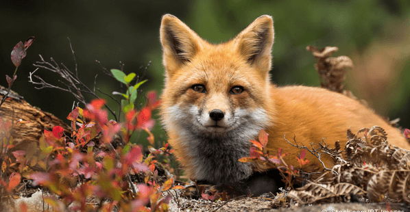 Fox in woods