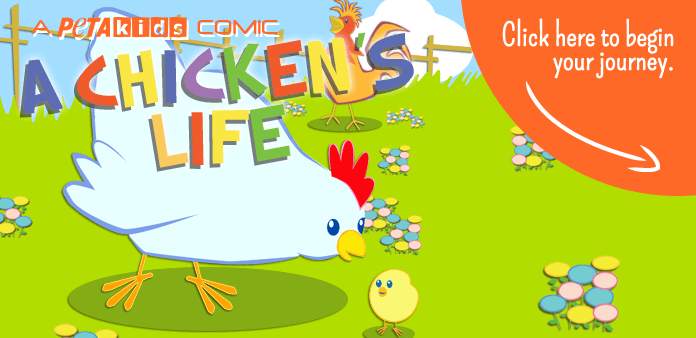 chickens-life-slide-01