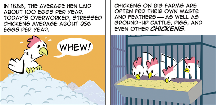 chickens-life-slide-04