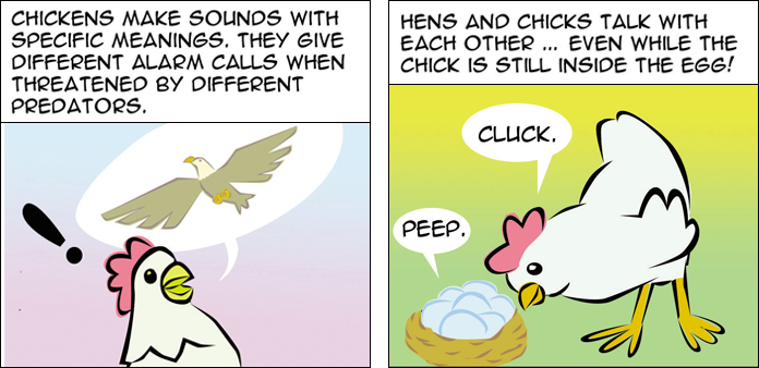 chickens-life-slide-05